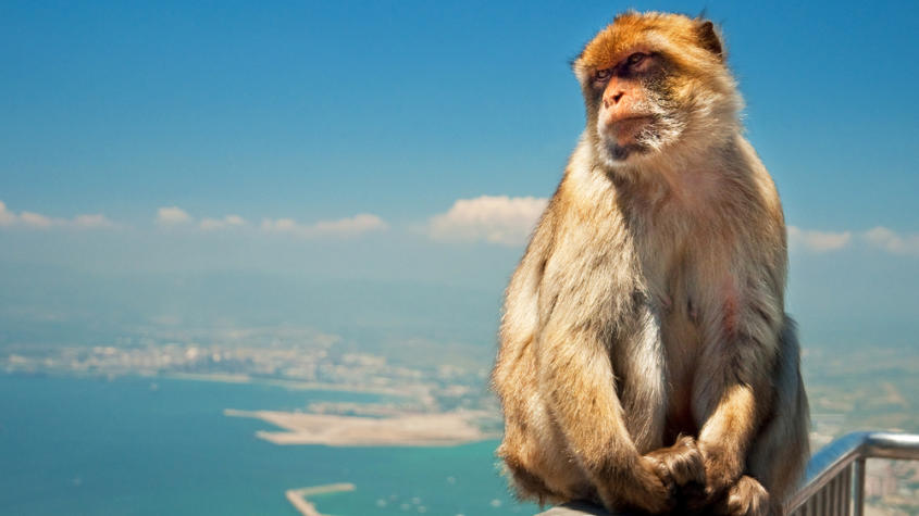 Un Paseo con Monos: 4 Curiosidades de los Macacos de Gibraltar