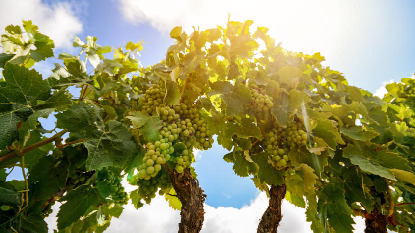 The Best Vinho Verde Wineries to visit in Portugal