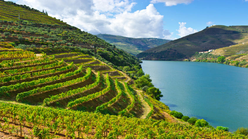 Bienvenue dans les Vignobles de la Vallée du Douro