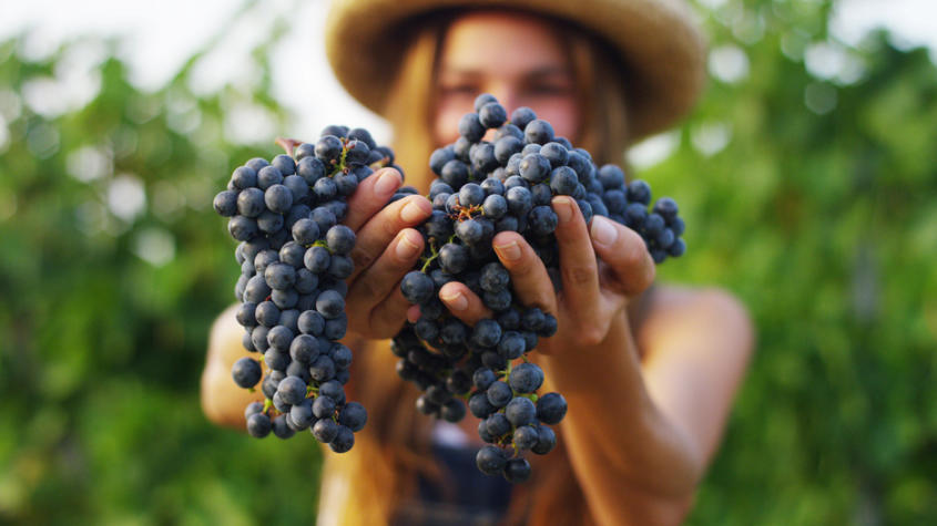 Descubre las Mejores Rutas del Vino en el Valle del Tajo!