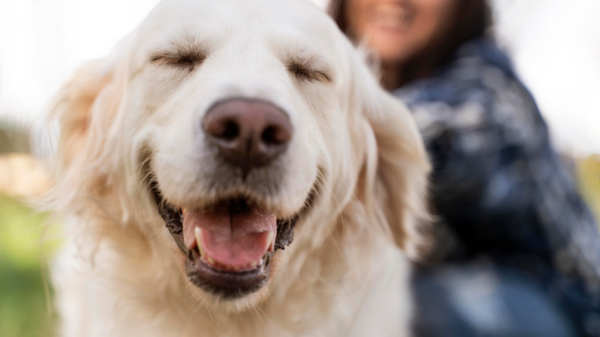 Pets: 5 benefits for your physical and mental health