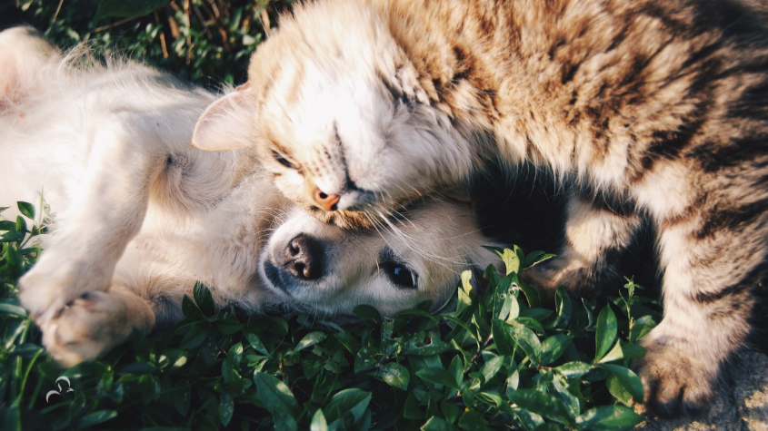 Sustainable Tips for taking Care of Your Pet