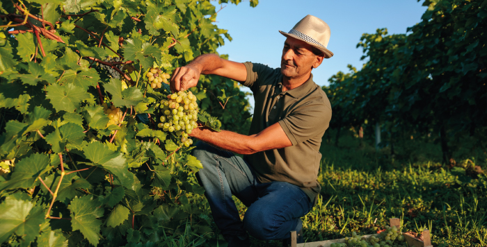 Harvest Experiences in Portugal