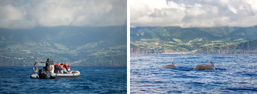 dolphin watching in Azores