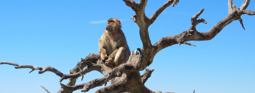 macacos gibraltar