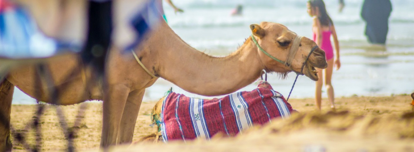 camel ride tangier
