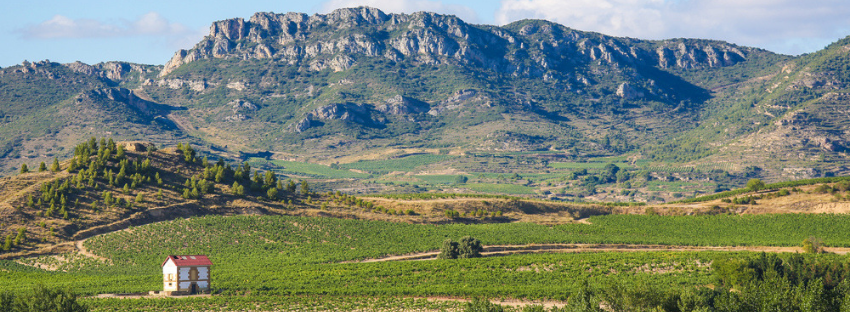 La rioja vinhedos