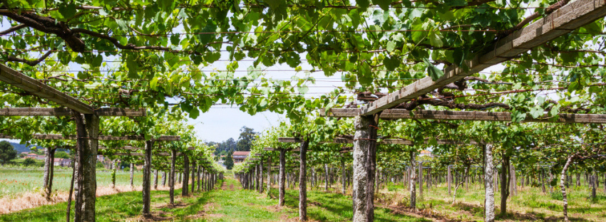 rias baixas vinhos